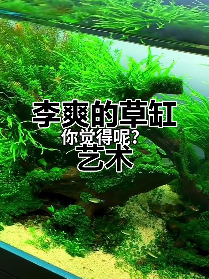 草缸造景大师李爽分享水族作品,打造自然生态鱼缸