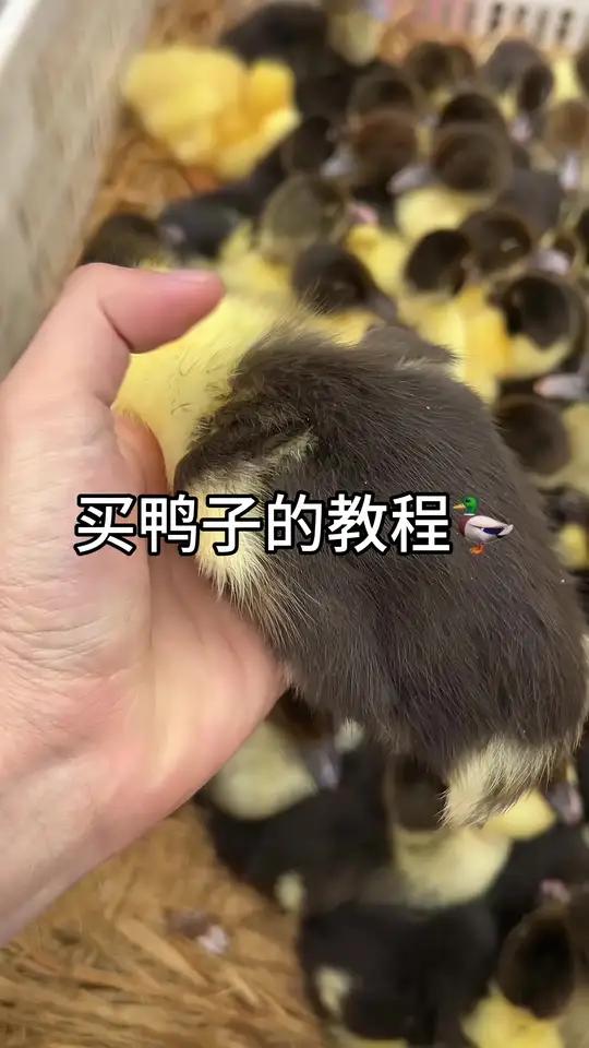 买鸭子的的教程