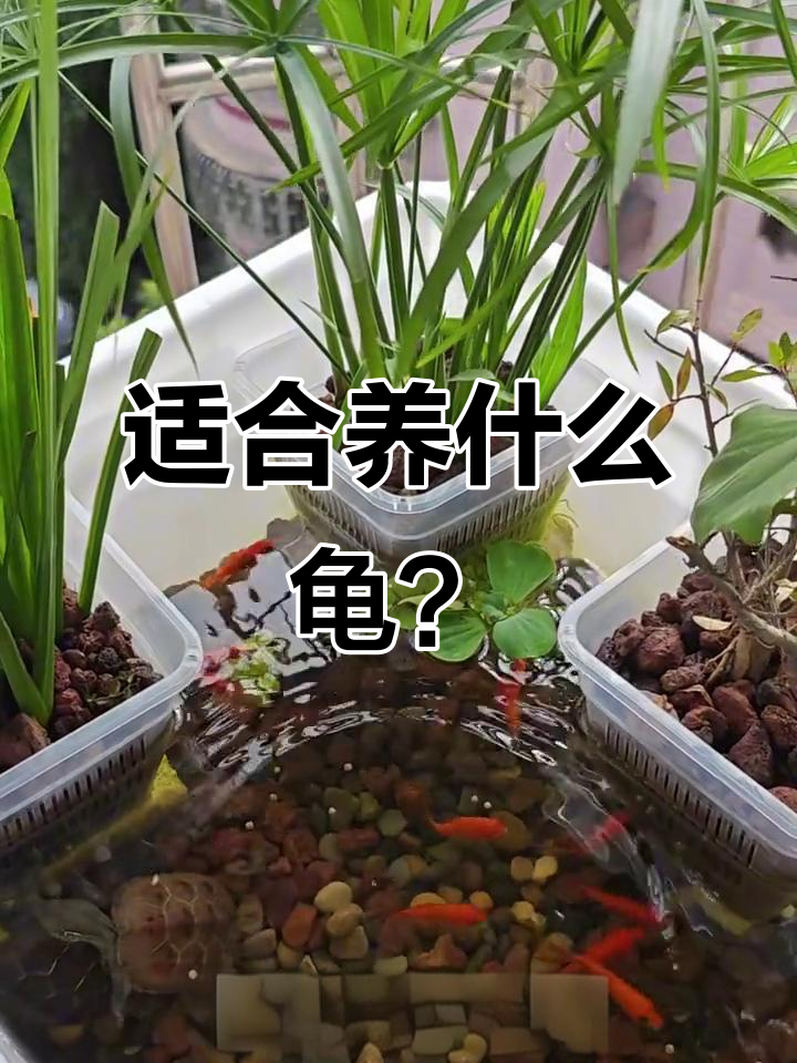 生态龟缸最适合养的乌龟和鱼,学会这些技巧让它们和谐共处