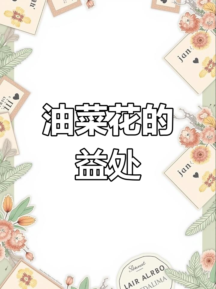 油菜花开,了解它的神奇功效与作用