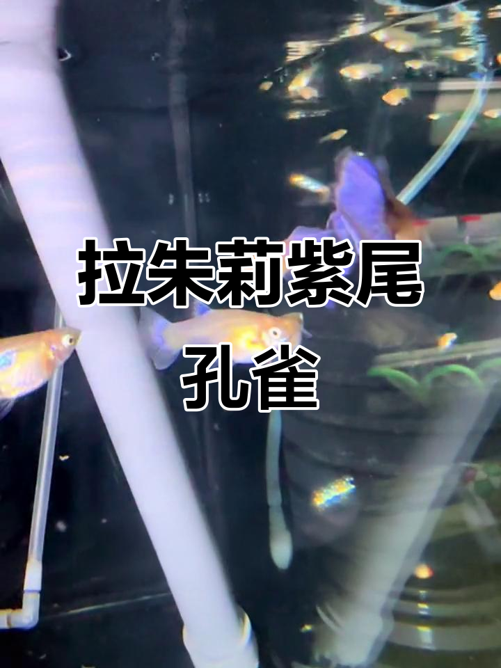 紫色系最美孔雀鱼，拉朱莉紫尾惊艳登场
