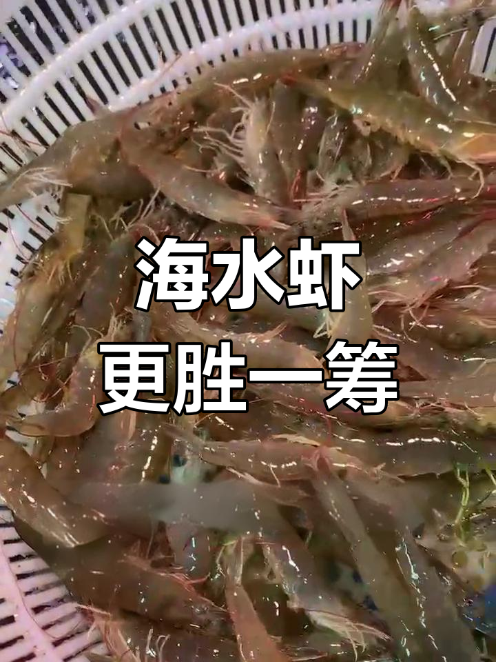 汪子虾最大就这么大,海水虾更大!