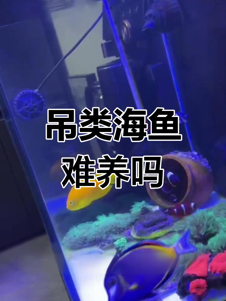 吊类海水鱼饲养难度解析