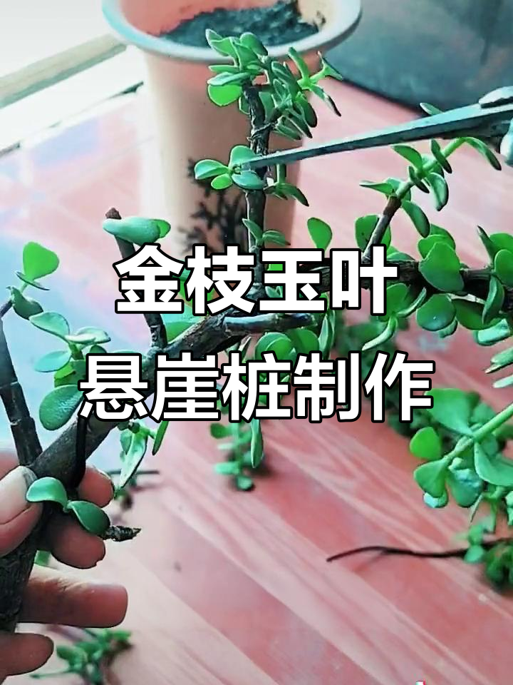 如何打造金枝玉叶悬崖桩造型，简单步骤教你玩转枝条