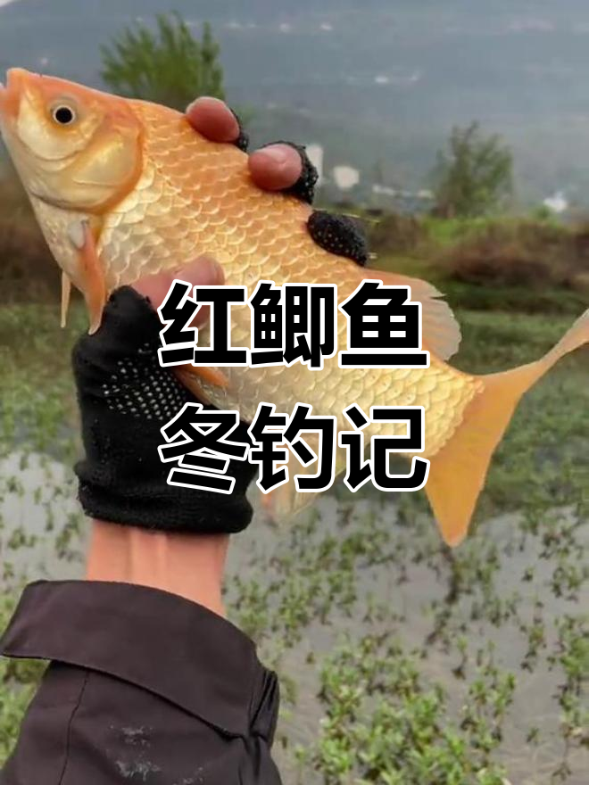 冬季野钓大红鲫鱼,难得一见