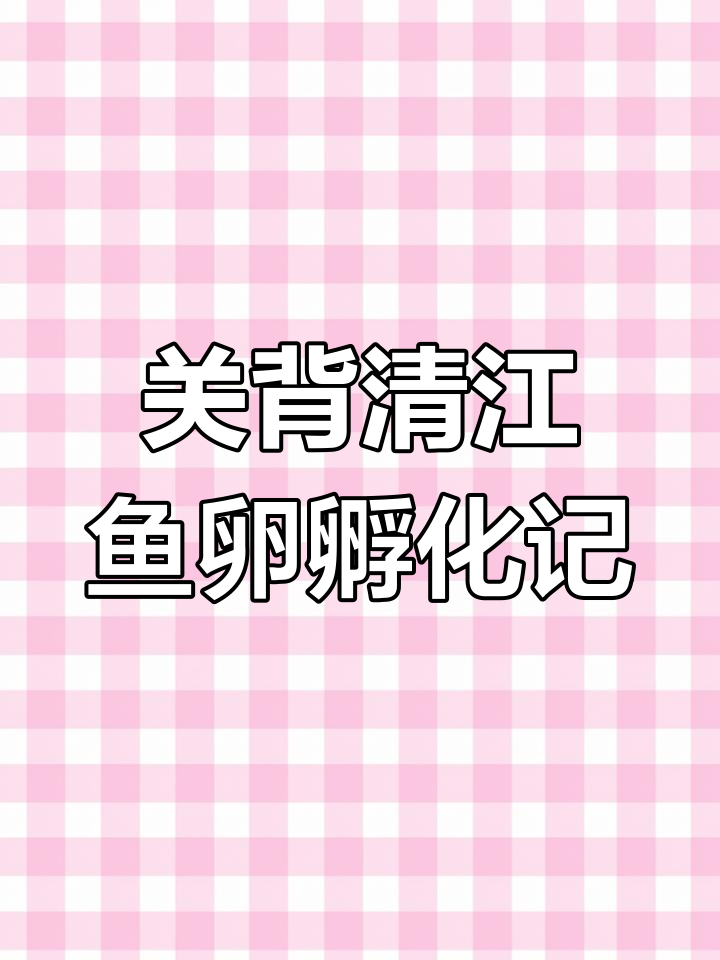 8月250颗观背青鳉鱼卵孵化记录,60%成功率颜色差异大