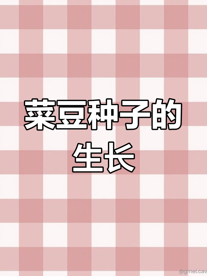 菜豆种子萌发过程揭秘