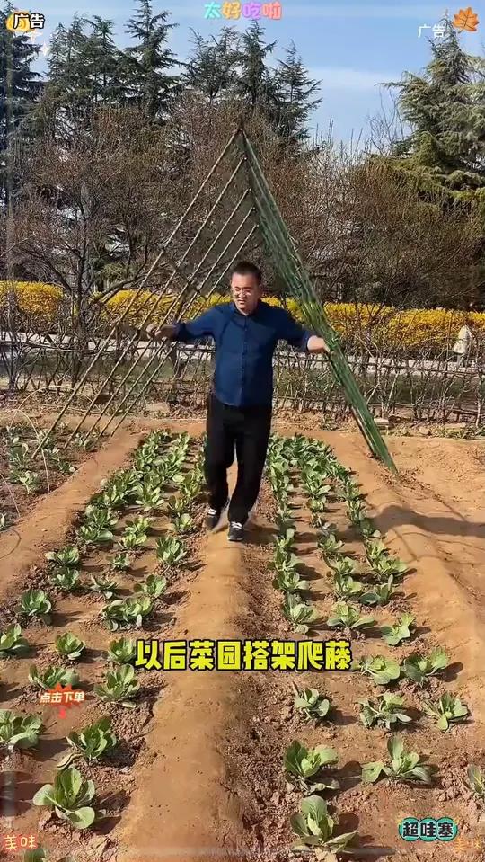 植物爬藤架,爬豆角架黄瓜 种菜架子爬藤架