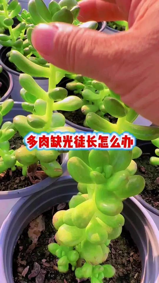 室内养多肉或者光照不足的花友们,一个星期喷一次矮胖素,多肉就会矮胖不徒长。#矮胖素 #记录