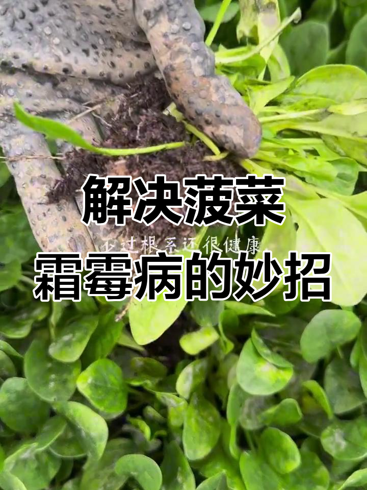 低温高湿下菠菜霜霉病爆发，如何应对？