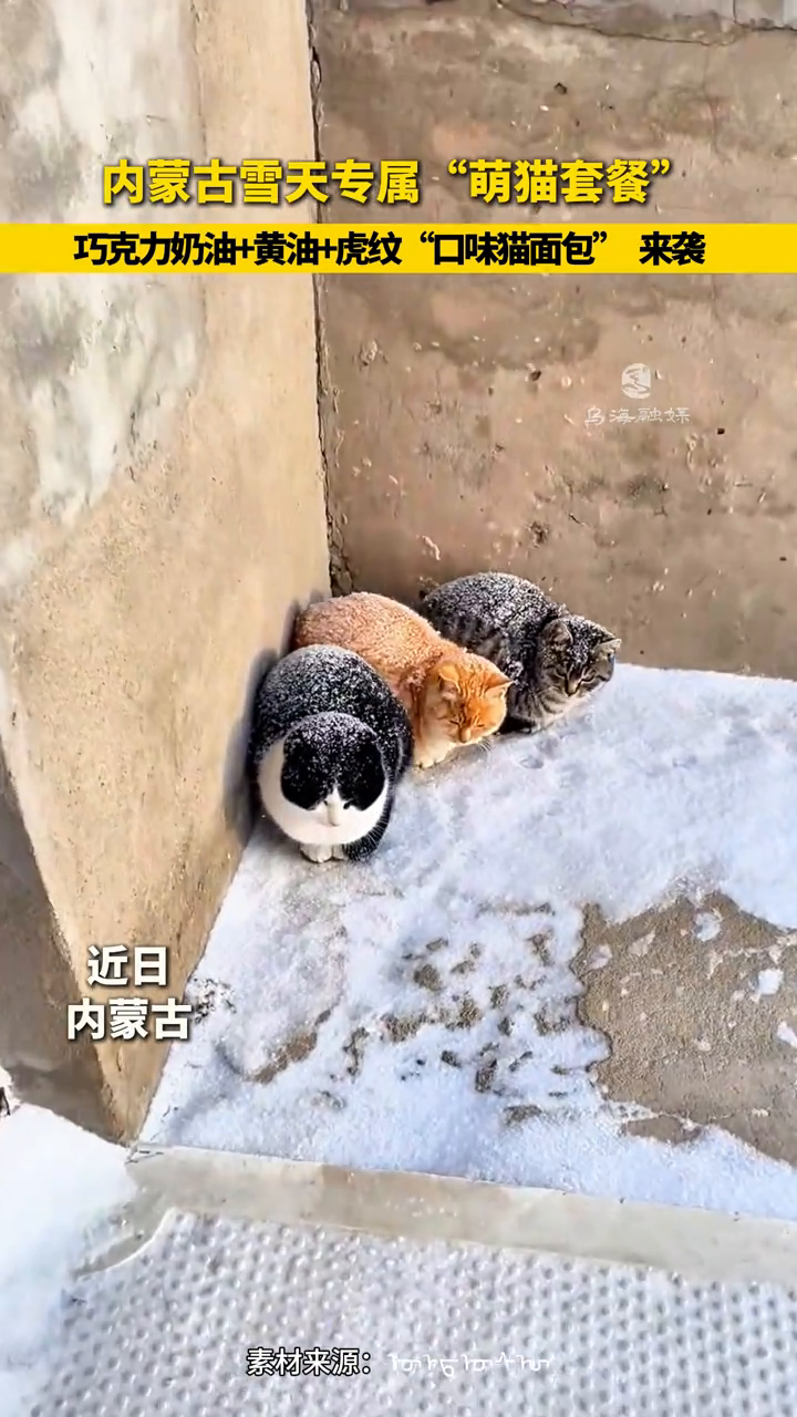 雪天“萌猫套餐”,巧克力奶油+黄油+虎纹“口味猫面包”来袭