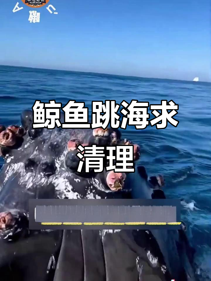 鲸鱼跃出水面求助,藤壶困扰成难题