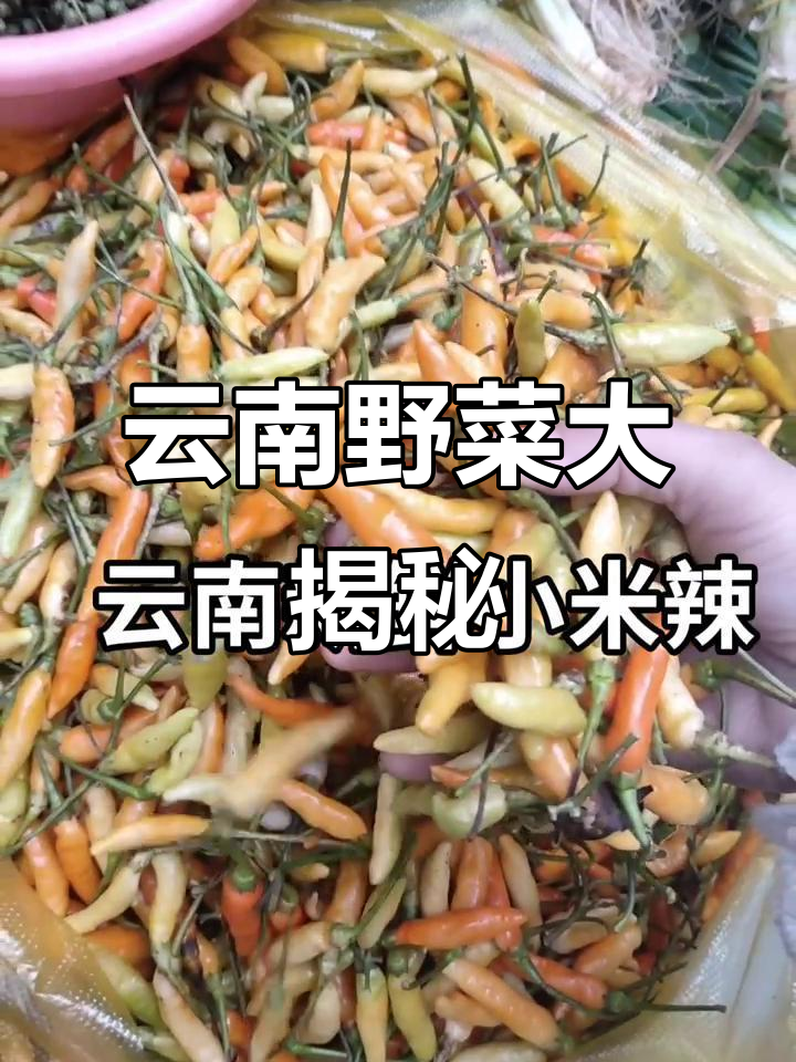 云南深山野菜丰富,老乡们几乎都尝过!你吃过哪些?
