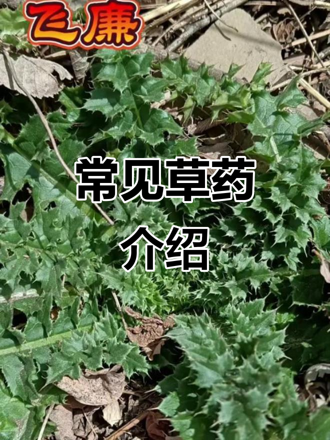 认识几种常见草药,了解它们的功效与作用