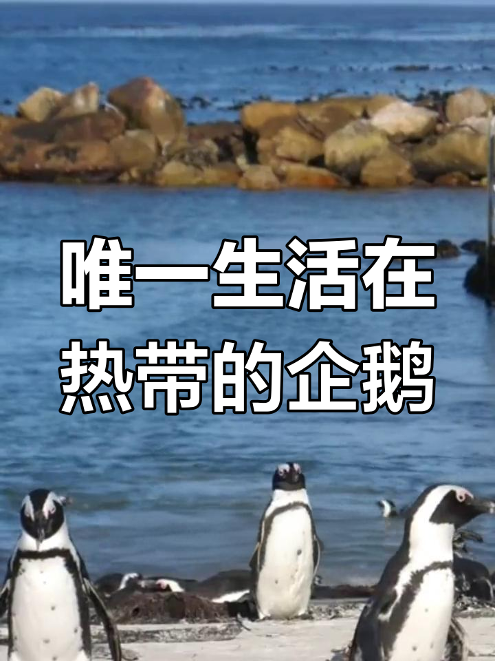 加拉帕戈斯群岛的热带企鹅