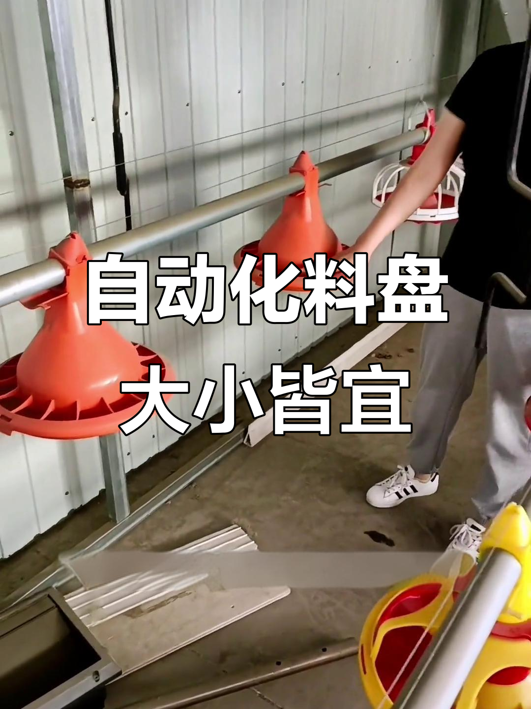 自动料线让养鸡更轻松,雏鸡到大鸡都能用