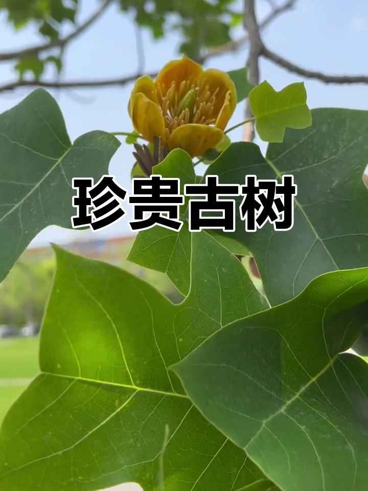 鹅掌楸,古老而珍稀的树种,与银杏齐名