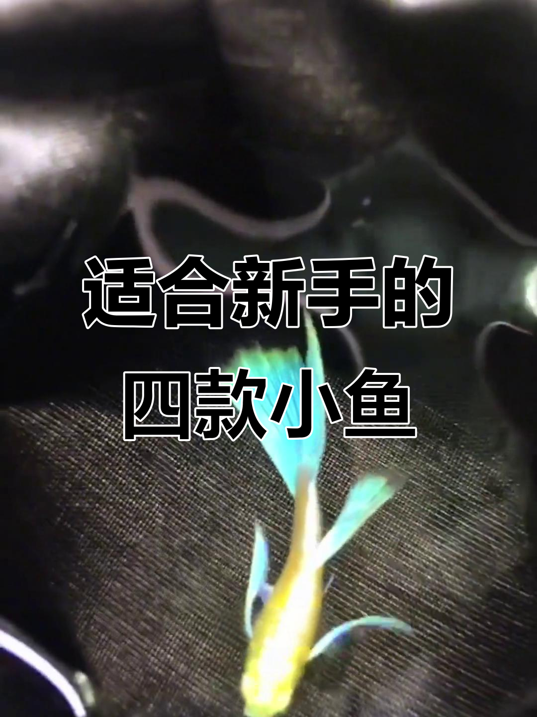 新手养鱼必选!这四种小型观赏鱼最适合入门