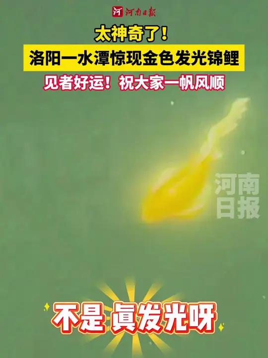 太神奇了!洛阳一水潭惊现金色发光锦鲤,见者好运!祝大家一帆风顺