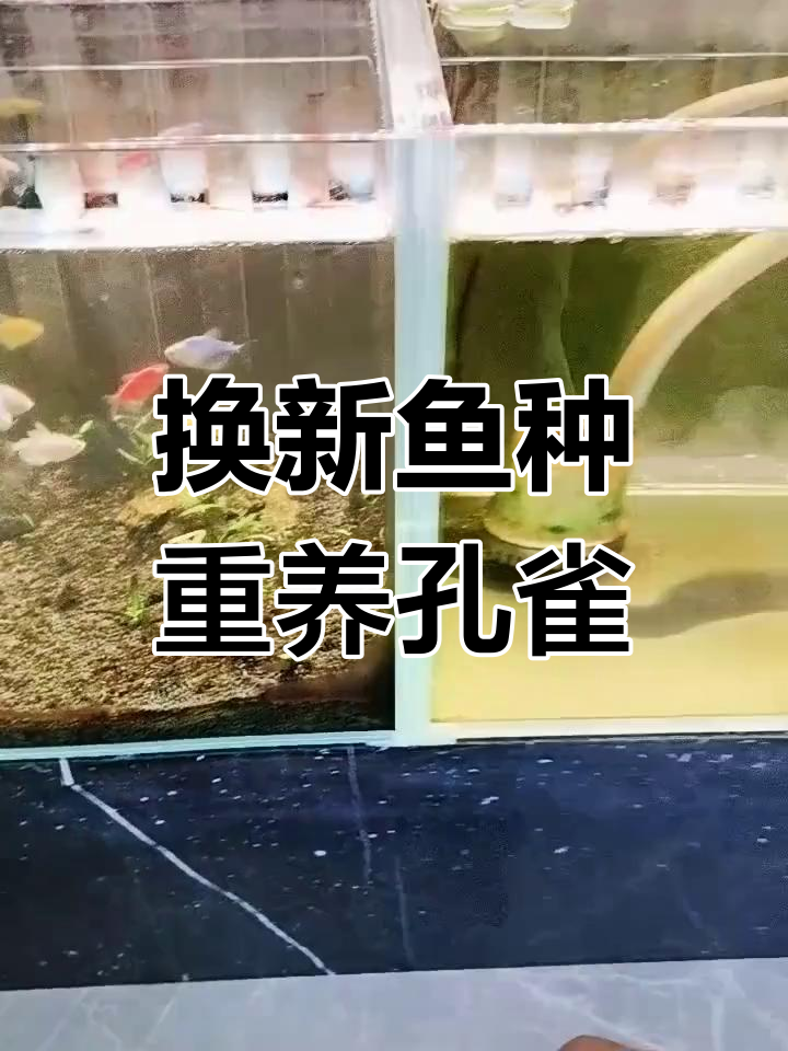 蓝寿金鱼与孔雀鱼翻缸大改造