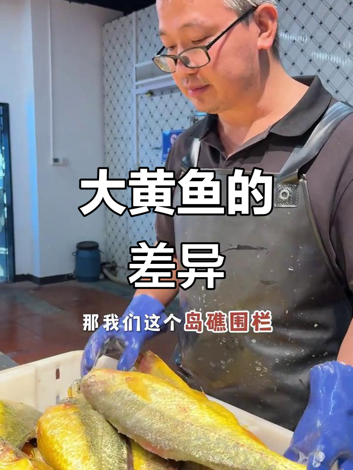 桃花岛大黄鱼,围栏与网箱养殖大不同!