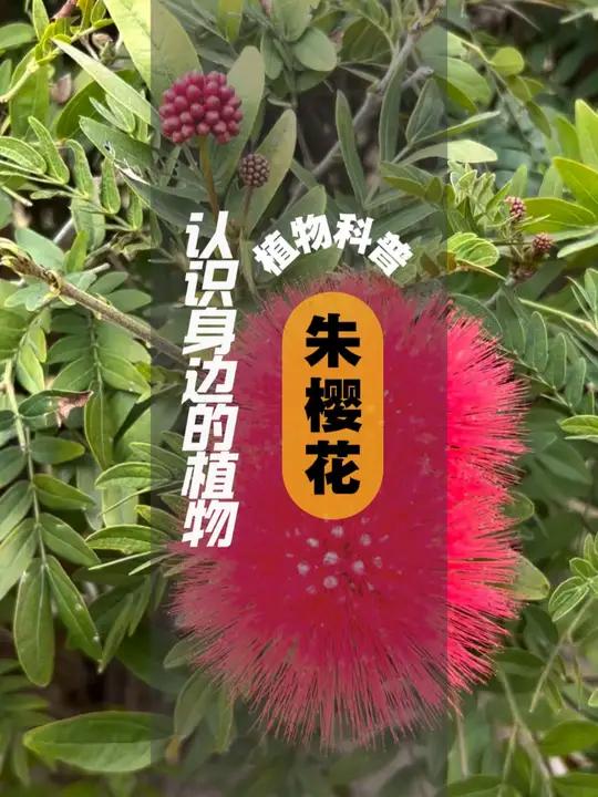 植物科普 I 朱樱花 朱缨花,豆科朱缨花属的多年生木本植物,枝条扩展,小枝褐色;叶片呈卵状