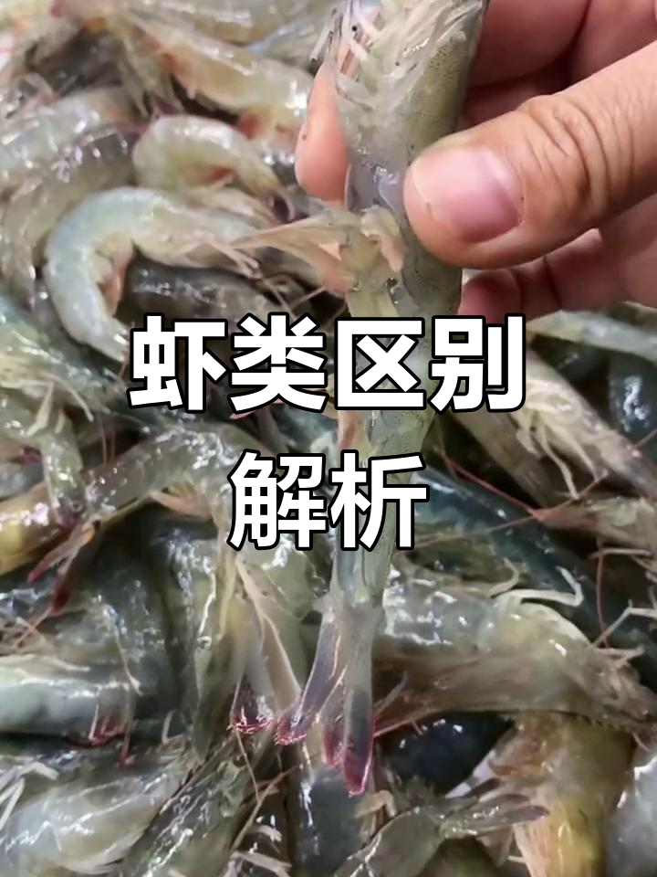 海虾与河虾大不同,了解差异避免买错!