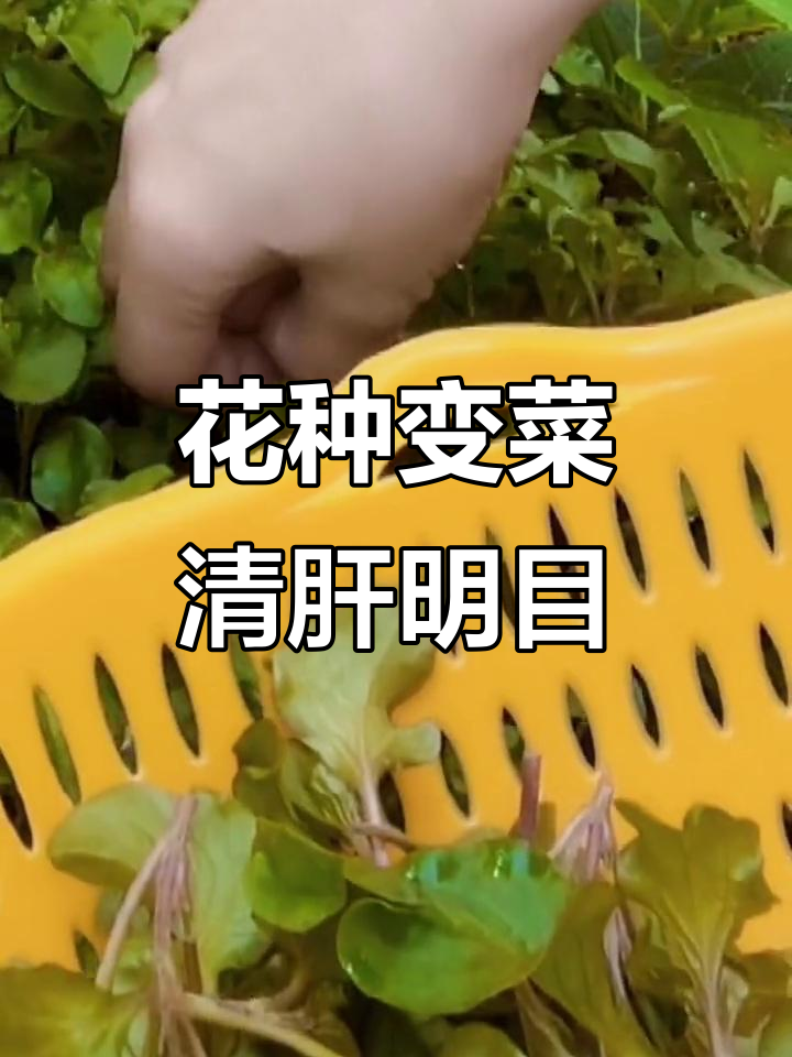 台湾枸杞变身菜,清热解毒又明目