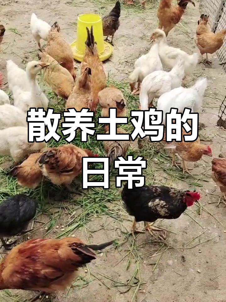 养鸡也能晒朋友圈,看看我的土鸡生活!