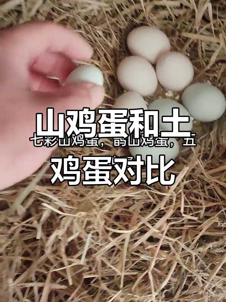 七彩山鸡蛋与土鸡蛋的差别,野鸡下的蛋竟然这么小
