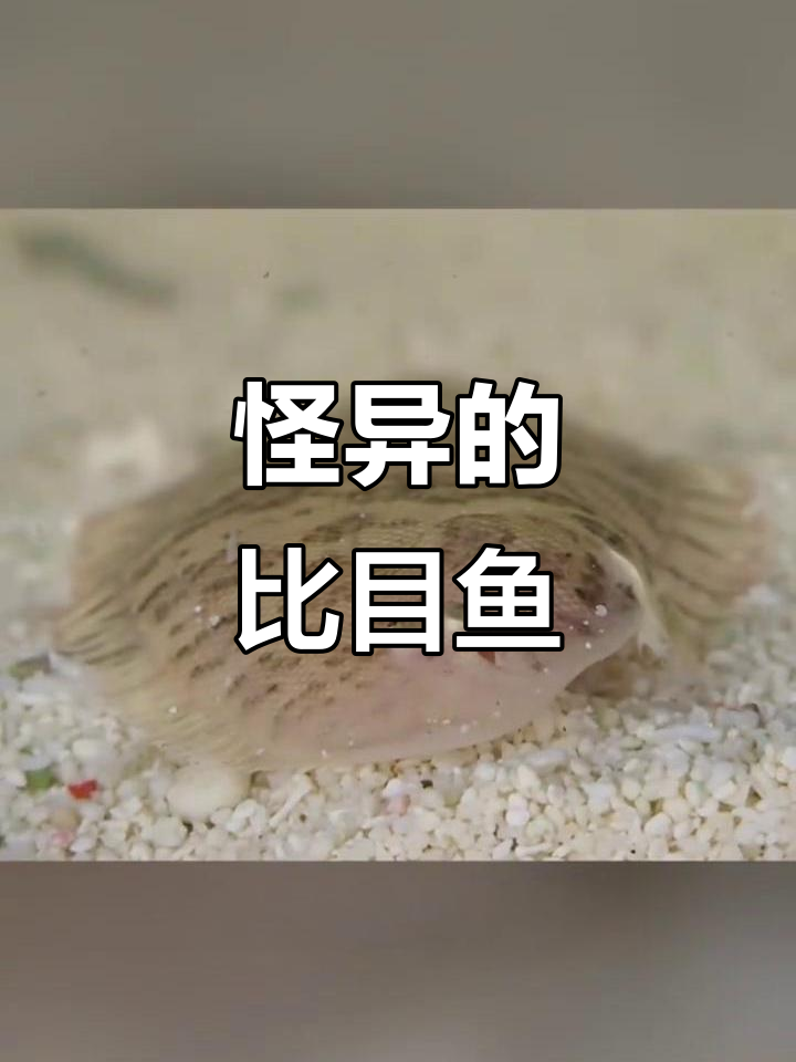 比目鱼:从怪异到忠贞爱情的象征,海底的隐身猎手