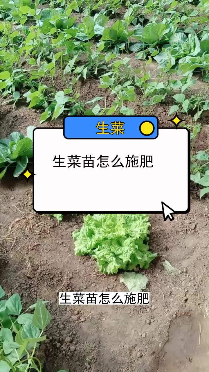 生菜苗怎么施肥