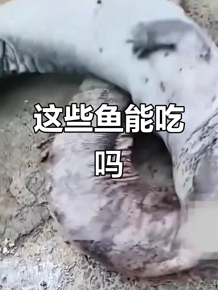 6种奇特鱼类,能吃吗?口感如何?