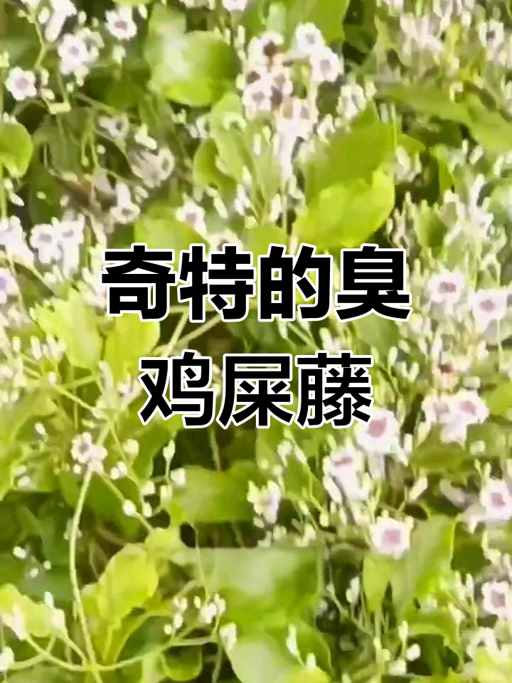 臭鸡屎藤:独特的气味与用途