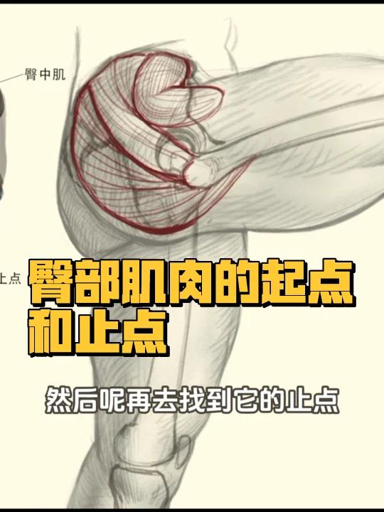 臀部肌肉的起点和止点!太酷了