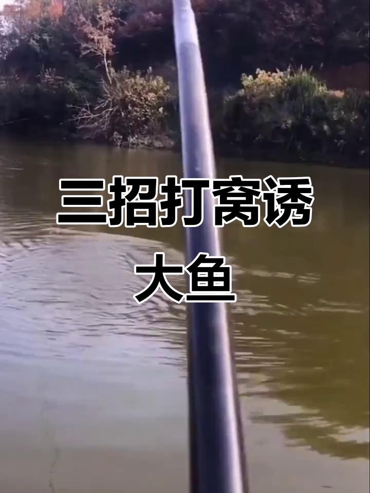 快速聚鱼三大技巧,钓鱼人必看!