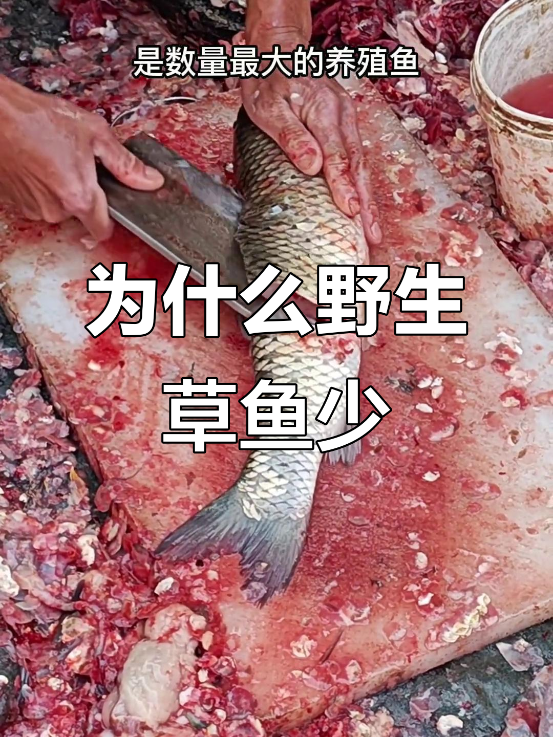 草鱼养殖多,为何野生难寻?揭秘原因与现状