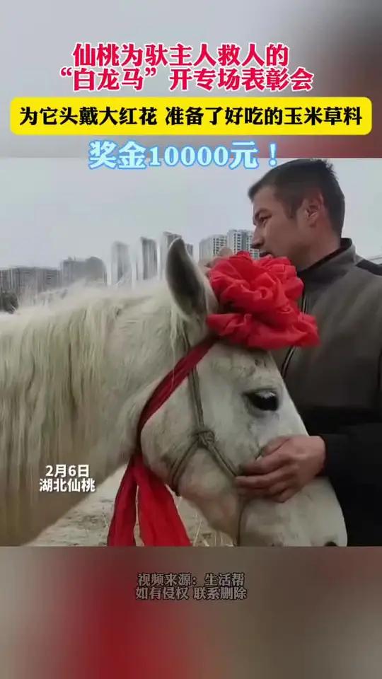 英雄白马头戴大红花!奖金一万元!可爱可敬