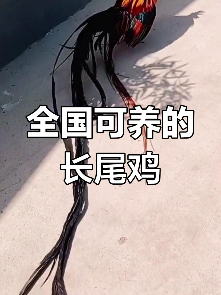 长尾鸡:美丽与高产并存,适合全国各地饲养