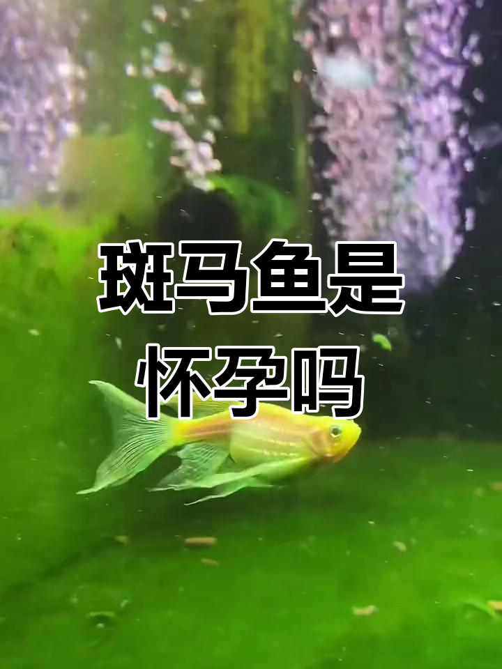 斑马鱼怀孕还是吃多了?