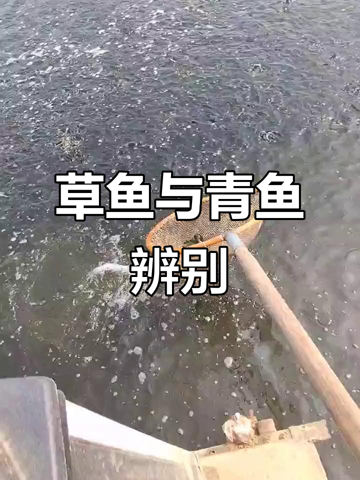 草鱼苗与青鱼的明显区别,颜色和头型大不同