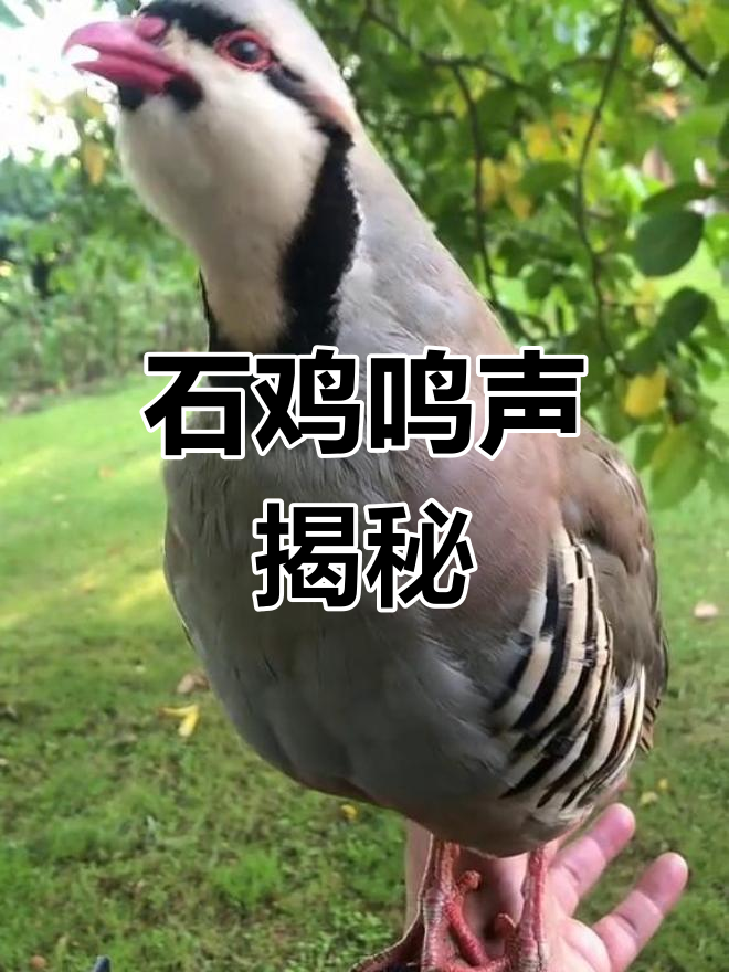 石鸡的独特叫声与文化