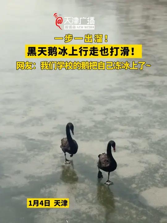 黑天鹅冰上行走一步一出溜!网友:我们学校的鹅把自己冻冰上了~ 天津黑天鹅神奇动物视频来源