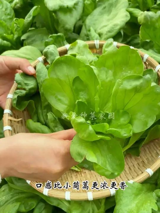 要说鲜嫩还是得种大叶茼蒿 田园生活 我的小菜园 在家种菜 大叶茼蒿