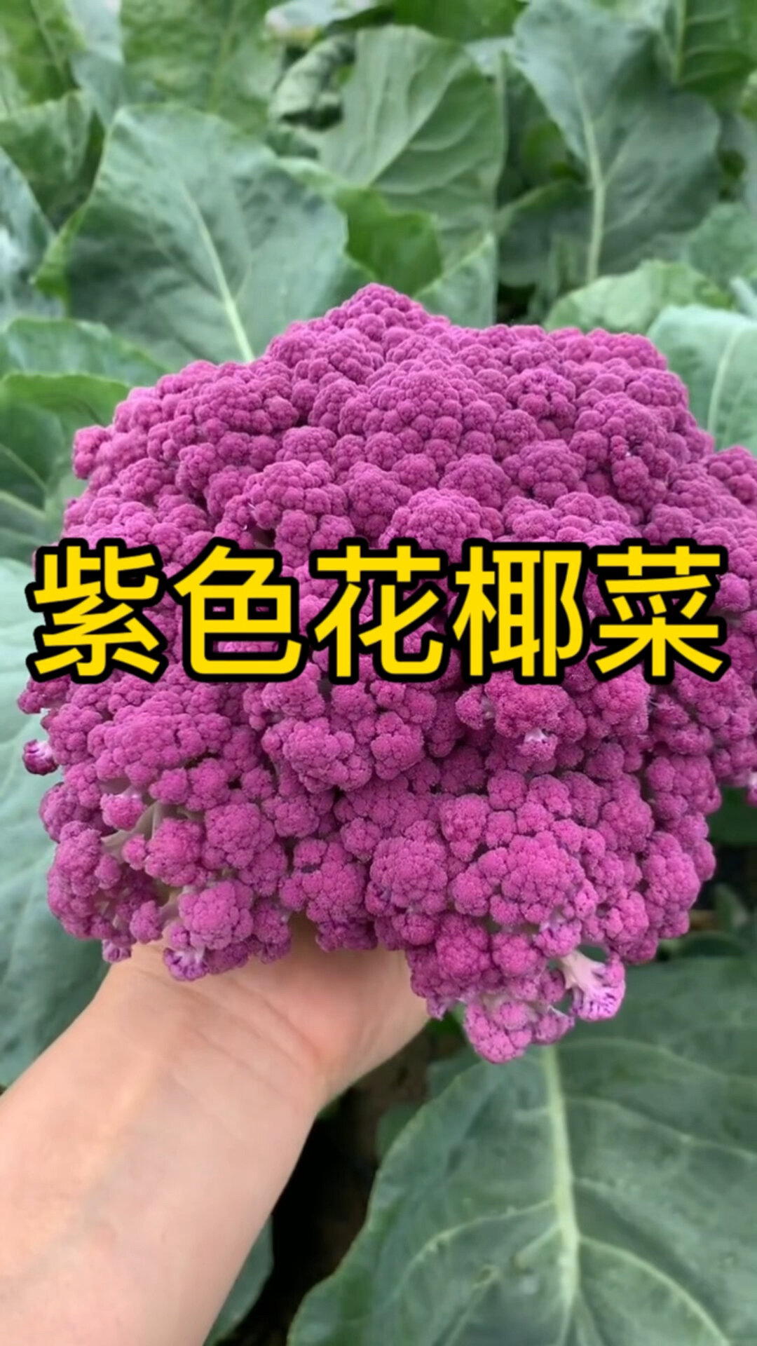 紫花菜