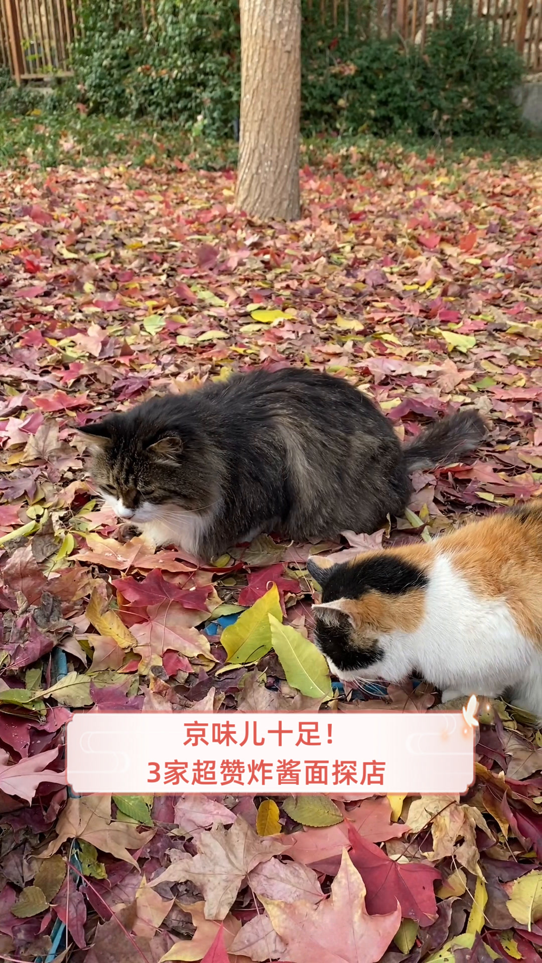 京味儿十足!3家超赞炸酱面探店