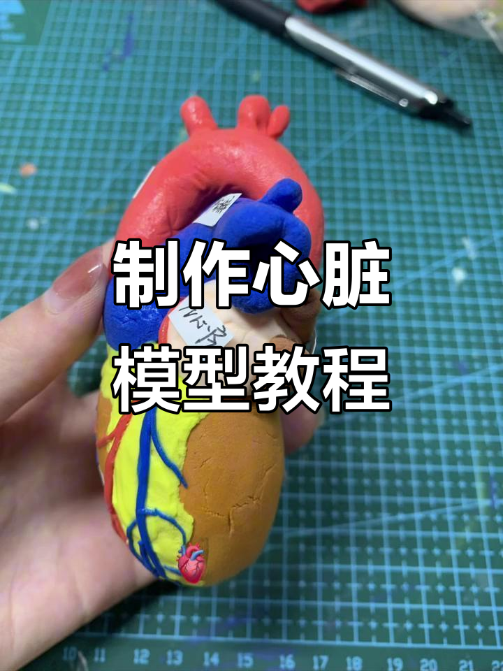 用粘土做心脏模型,简单又有趣!