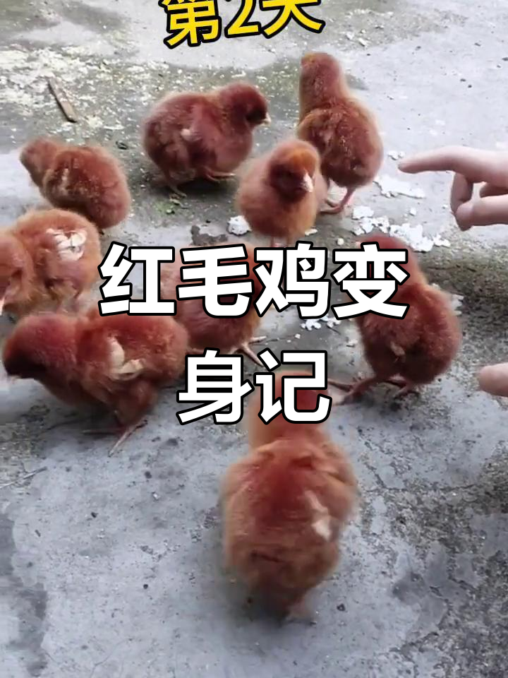 买红毛鸡变白,老板说是火鸡苗,现在无所谓了,只要好养就行