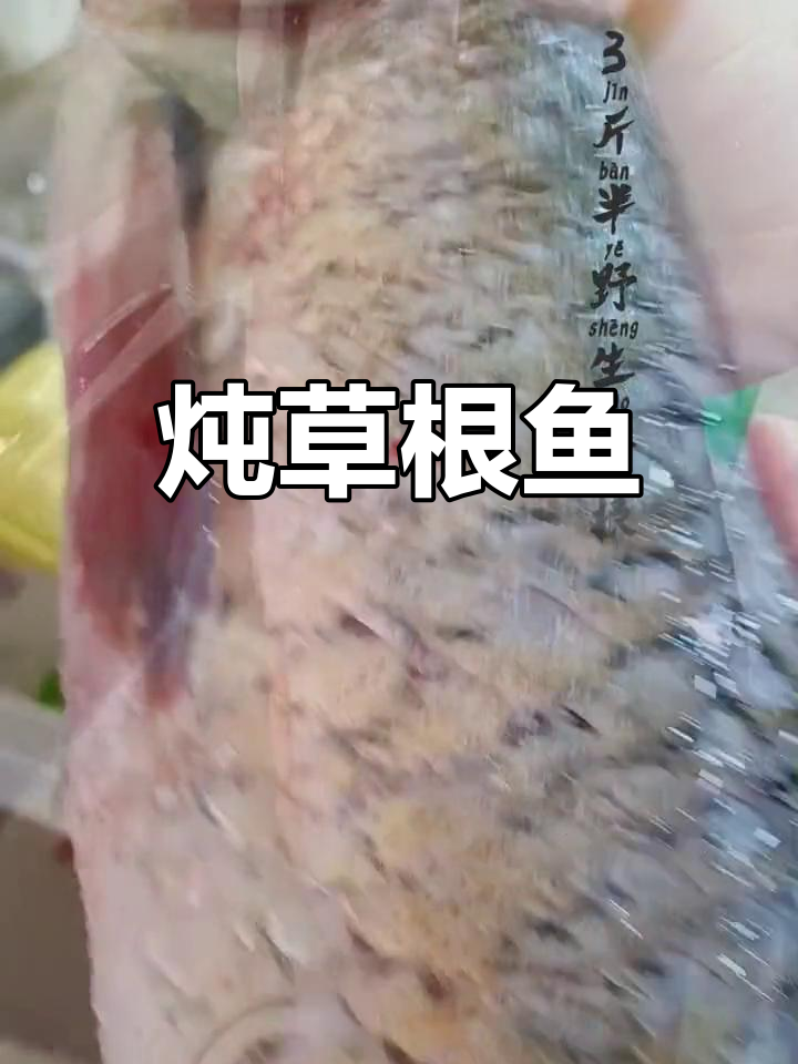 家常炖草根鱼,深夜放毒让你停不下来