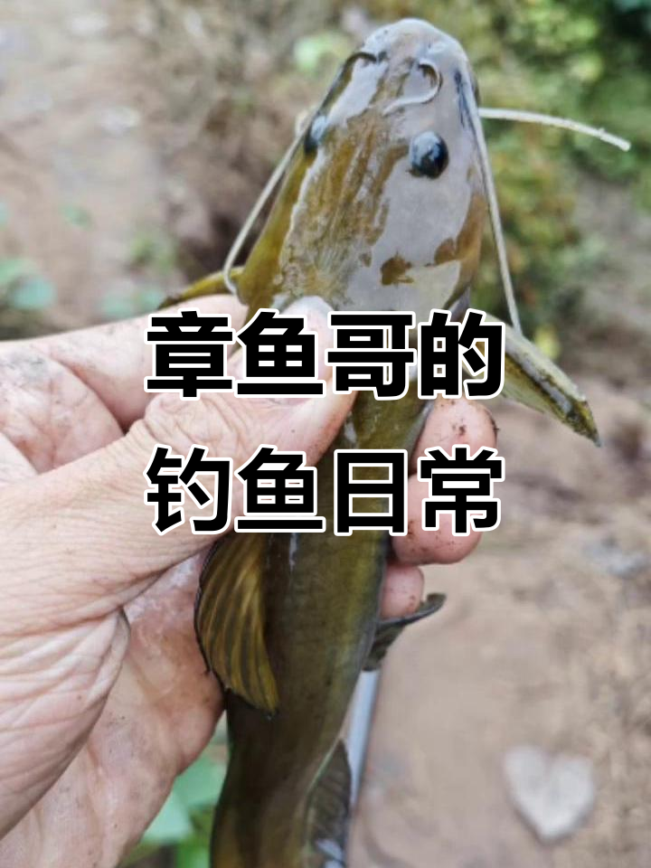 每天都是惊喜,章鱼哥带你钓黄辣丁